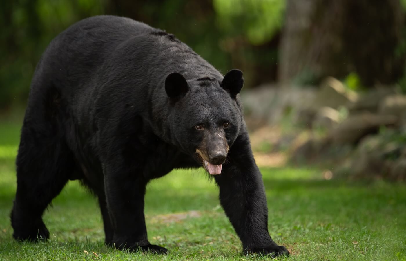 Photo de couverture - Comment mieux chasser l’ours noir ?